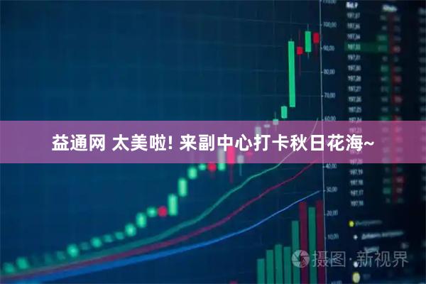 益通网 太美啦! 来副中心打卡秋日花海~
